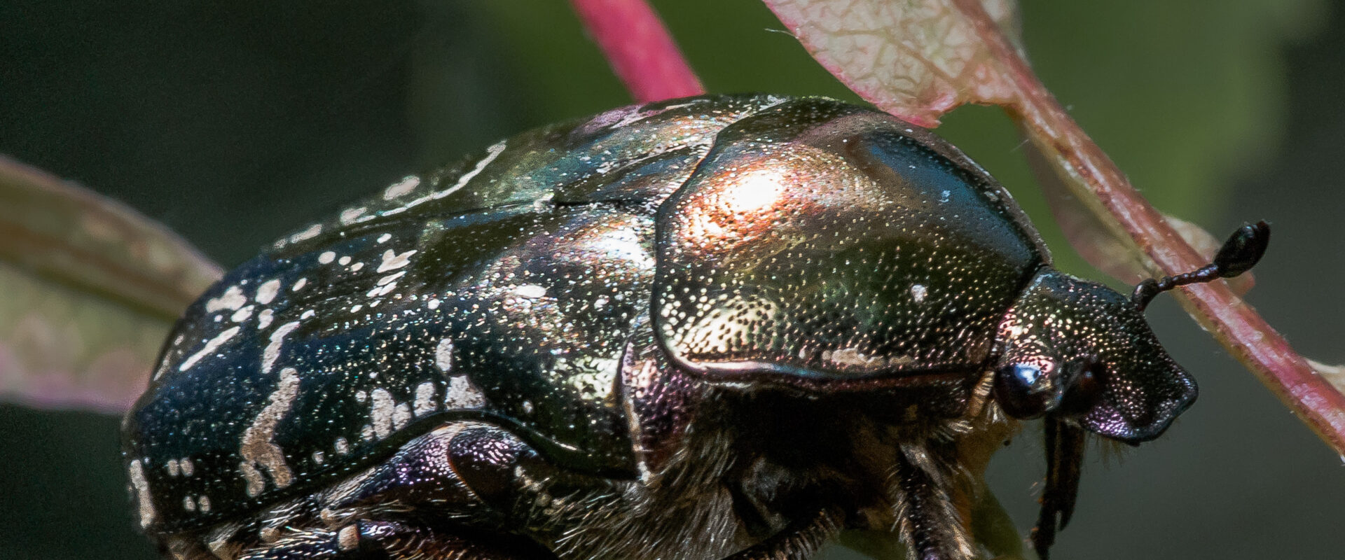 2020-05-26 – NSG Resser Wald und Emscherbruch