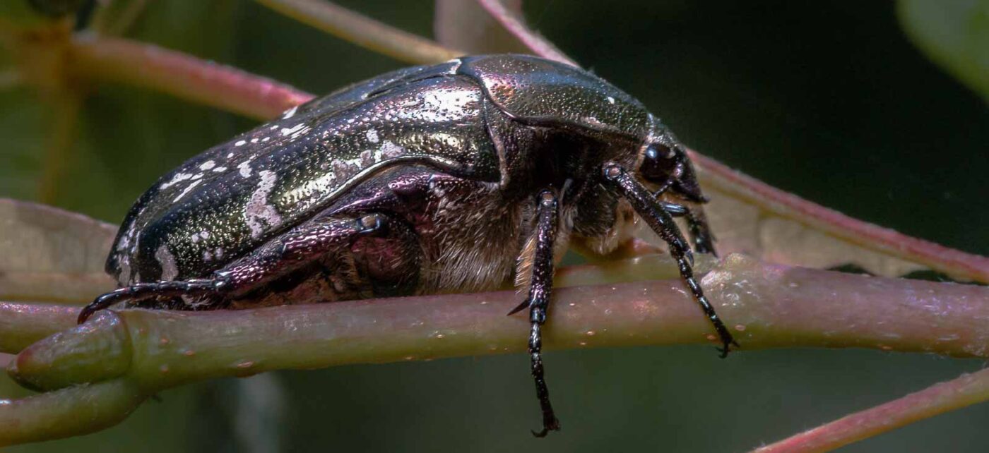 2020-05-26 - NSG Resser Wald und Emscherbruch