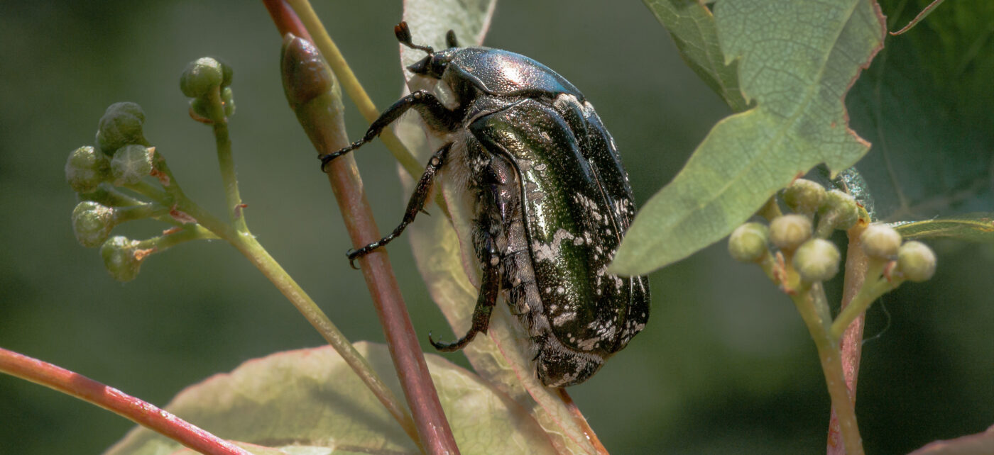 2020-05-26 - NSG Resser Wald und Emscherbruch