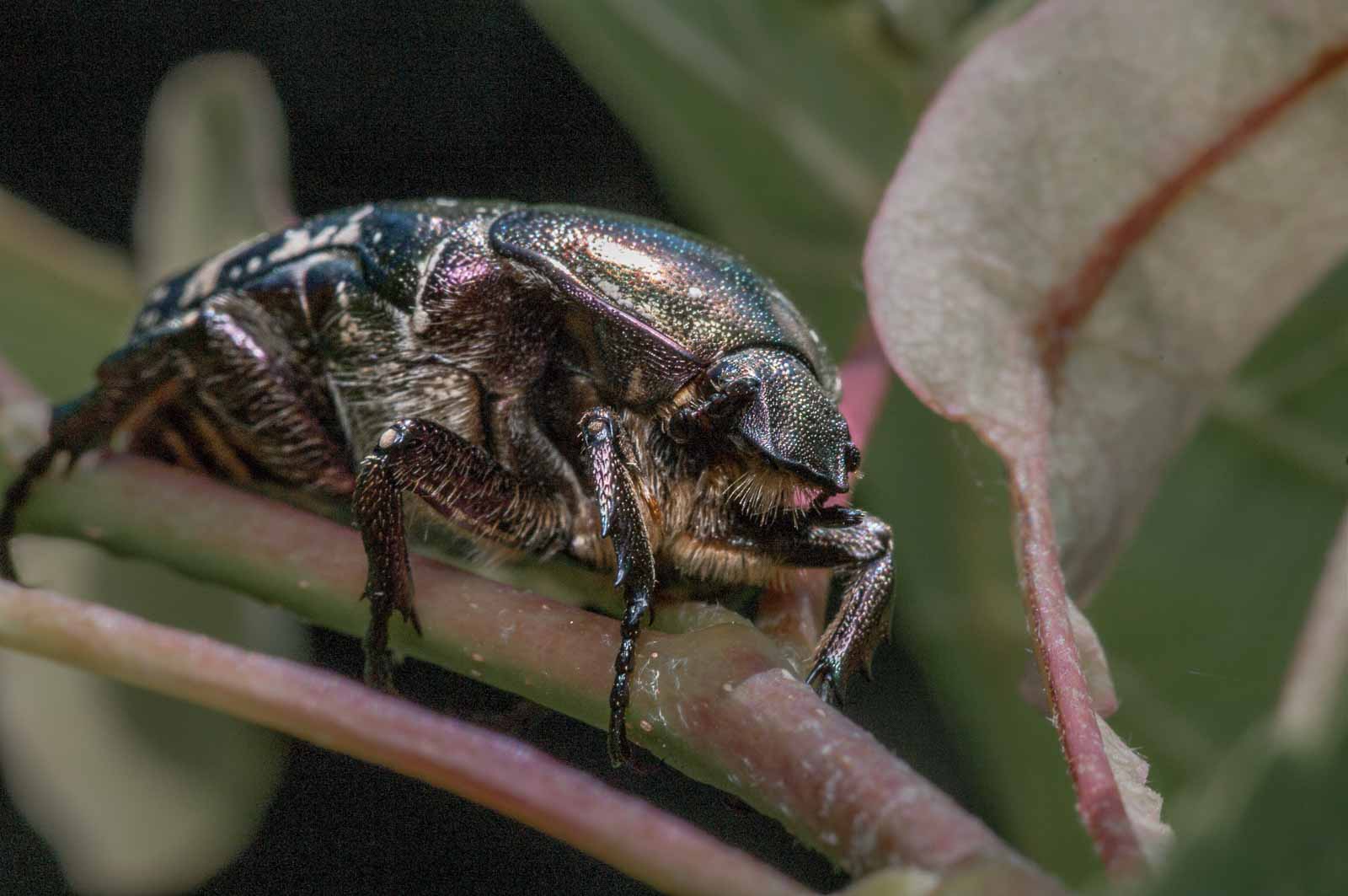 °goldglänzender rosenkäfer°