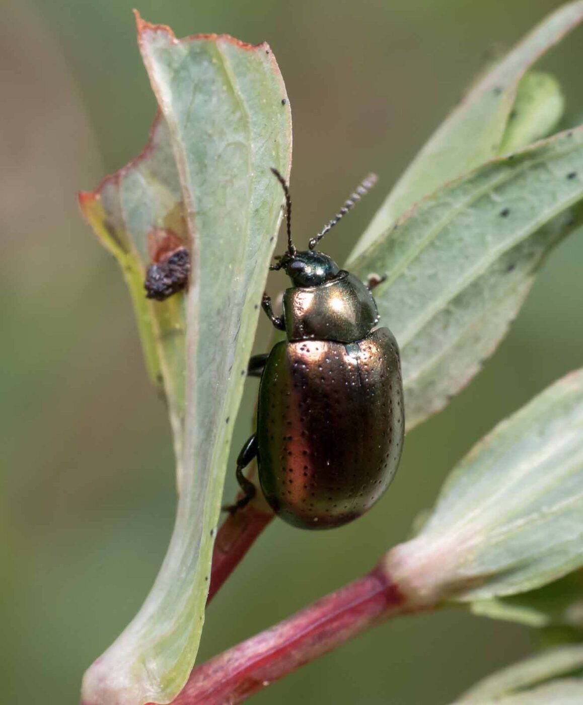 2020-05-26 - NSG Resser Wald und Emscherbruch