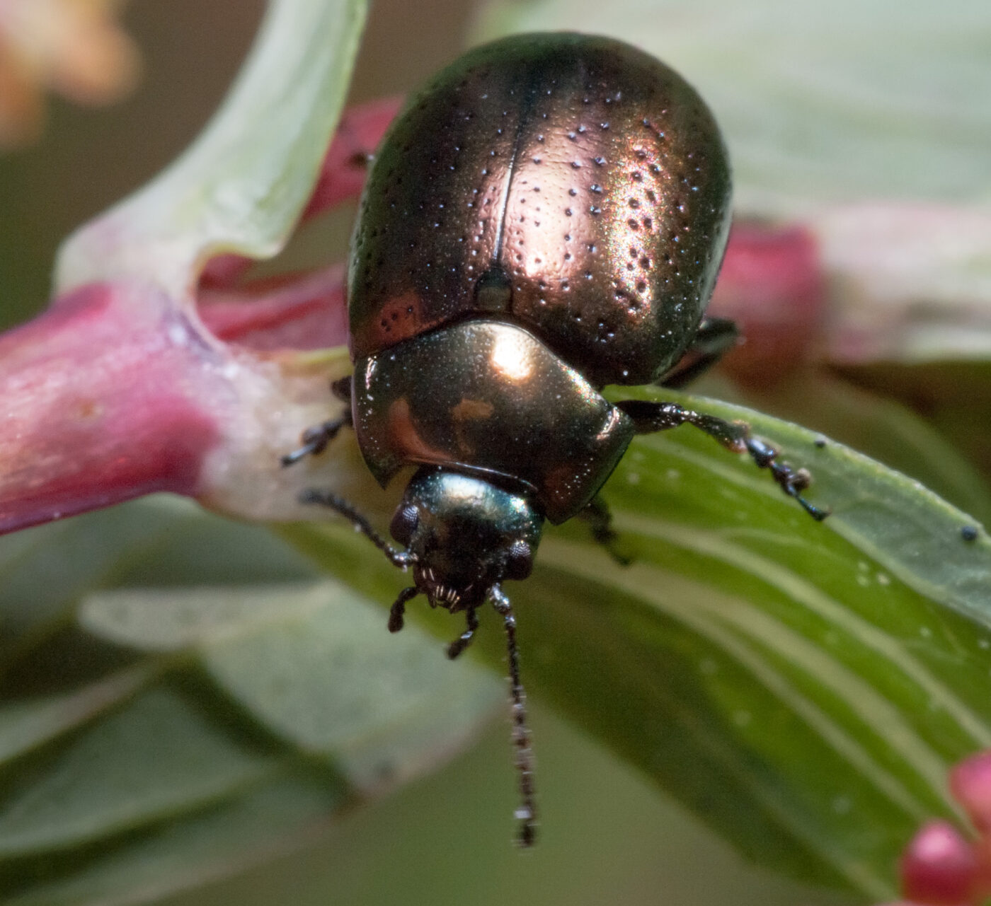 2020-05-26 - NSG Resser Wald und Emscherbruch