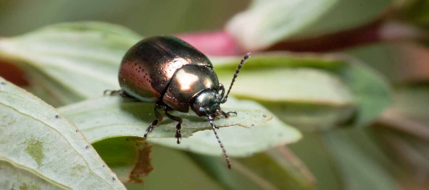 2020-05-26 - NSG Resser Wald und Emscherbruch