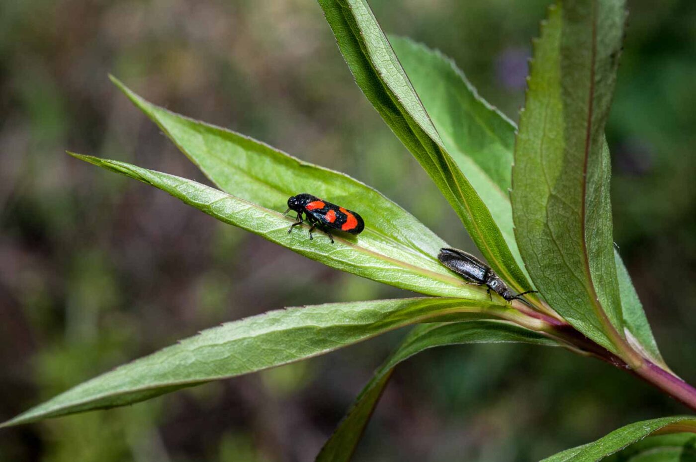2020-05-26 - NSG Resser Wald und Emscherbruch