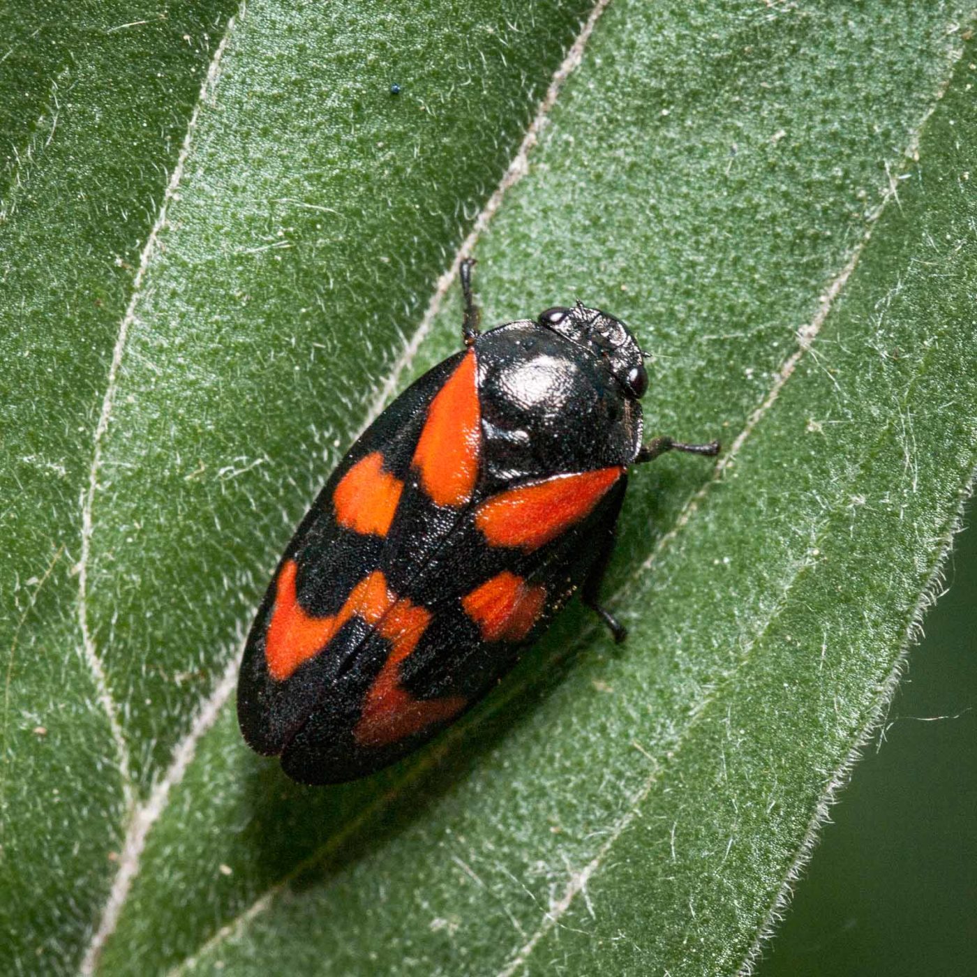 2020-05-26 - NSG Resser Wald und Emscherbruch