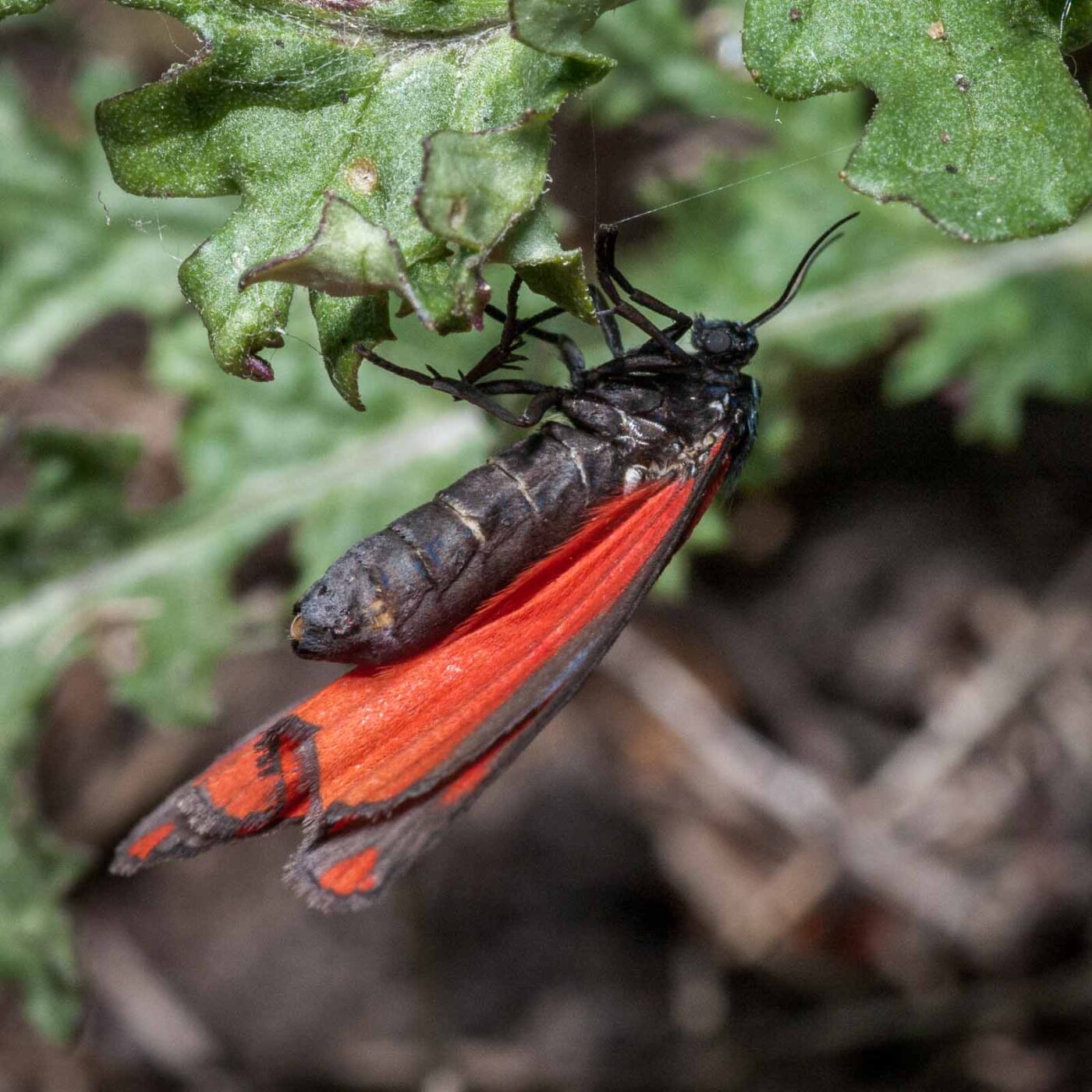 2020-05-26 - NSG Resser Wald und Emscherbruch