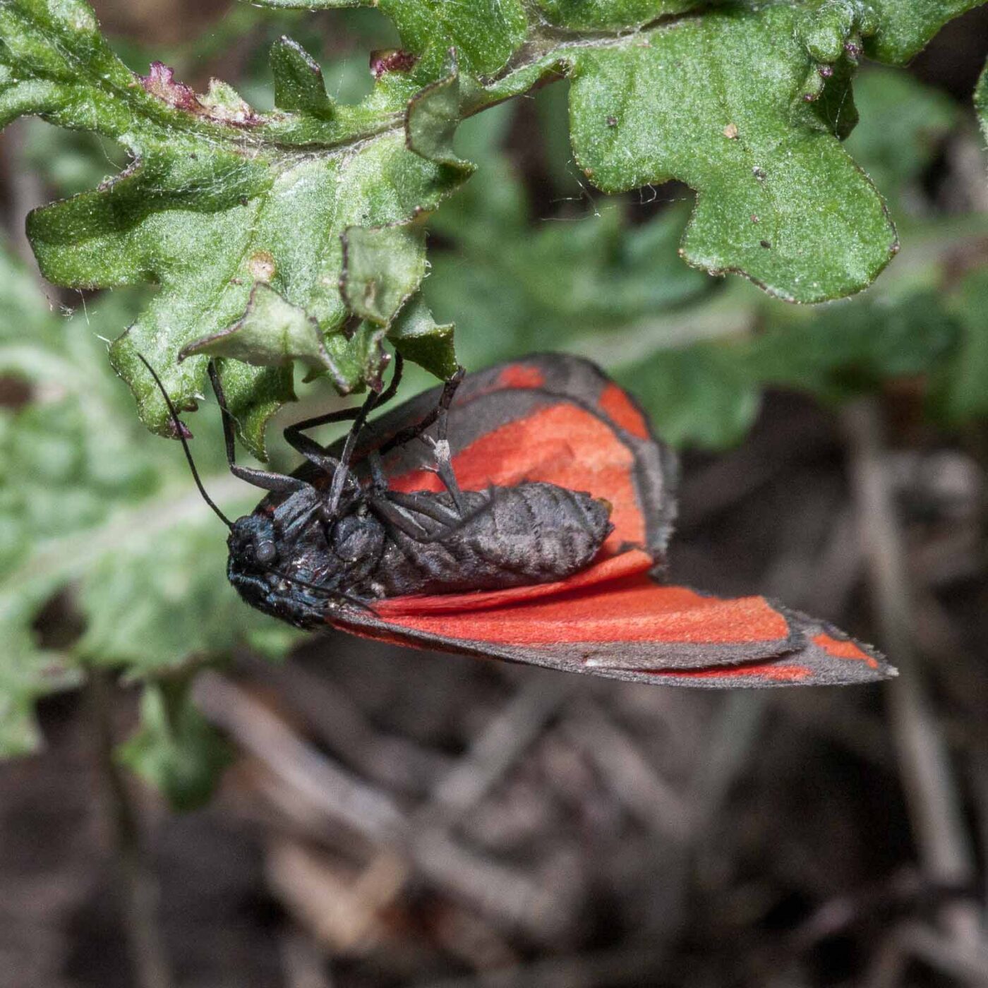 2020-05-26 - NSG Resser Wald und Emscherbruch