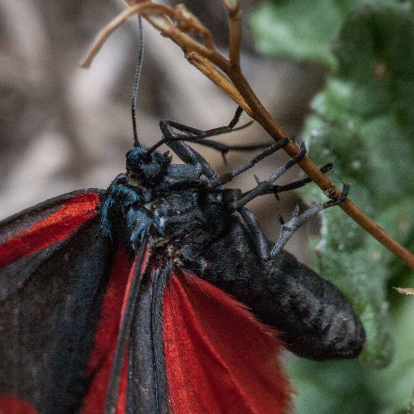 2020-05-26 - NSG Resser Wald und Emscherbruch