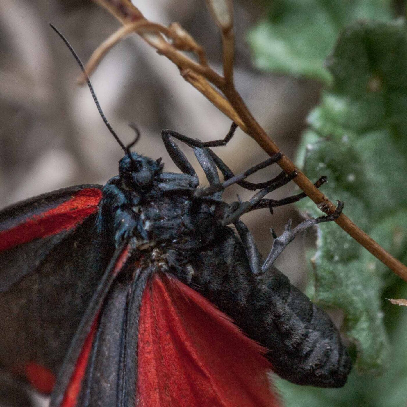2020-05-26 - NSG Resser Wald und Emscherbruch