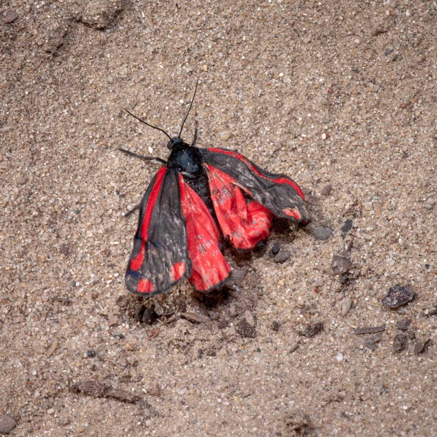 2020-05-26 - NSG Resser Wald und Emscherbruch