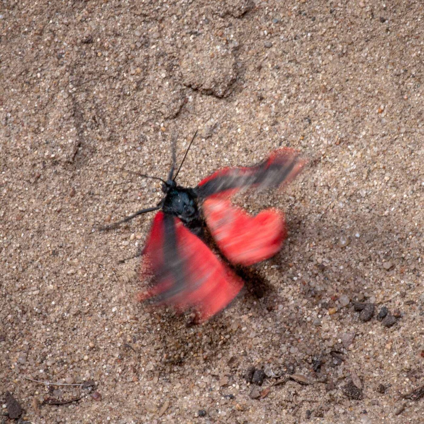 2020-05-26 - NSG Resser Wald und Emscherbruch
