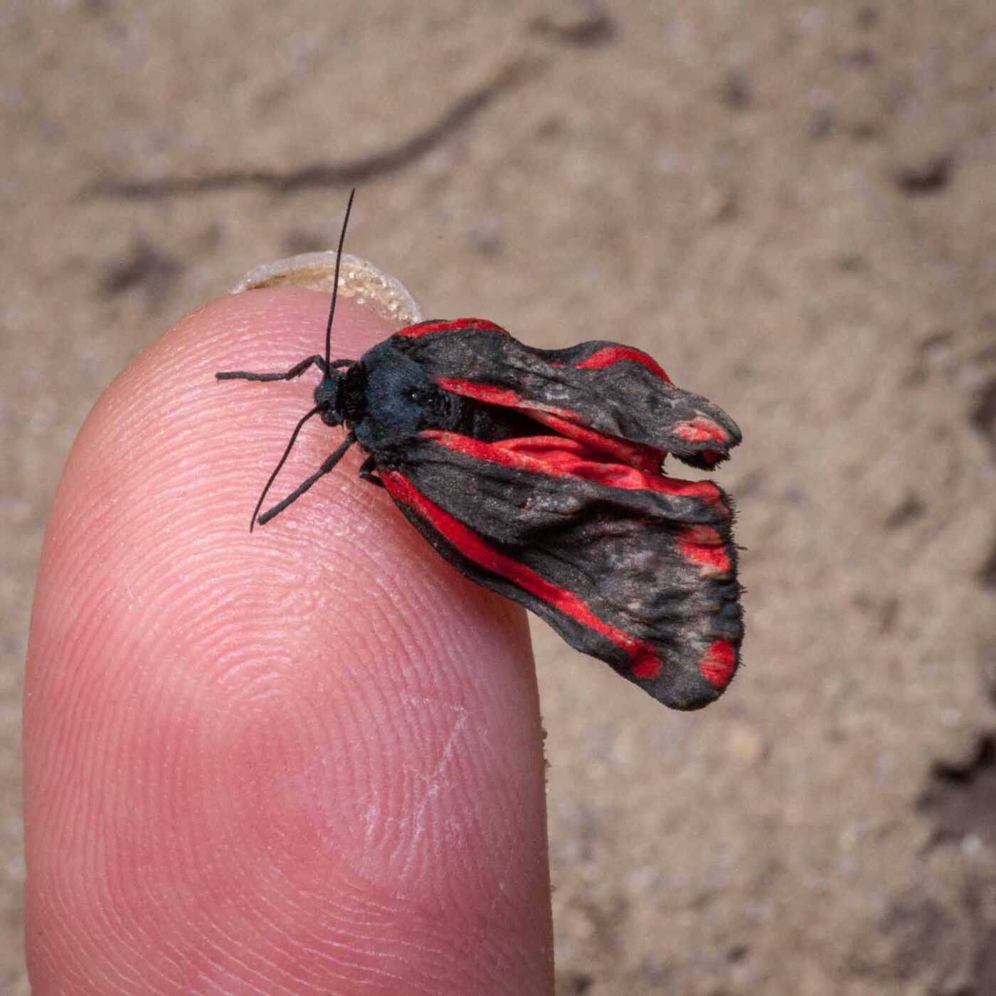 2020-05-26 - NSG Resser Wald und Emscherbruch