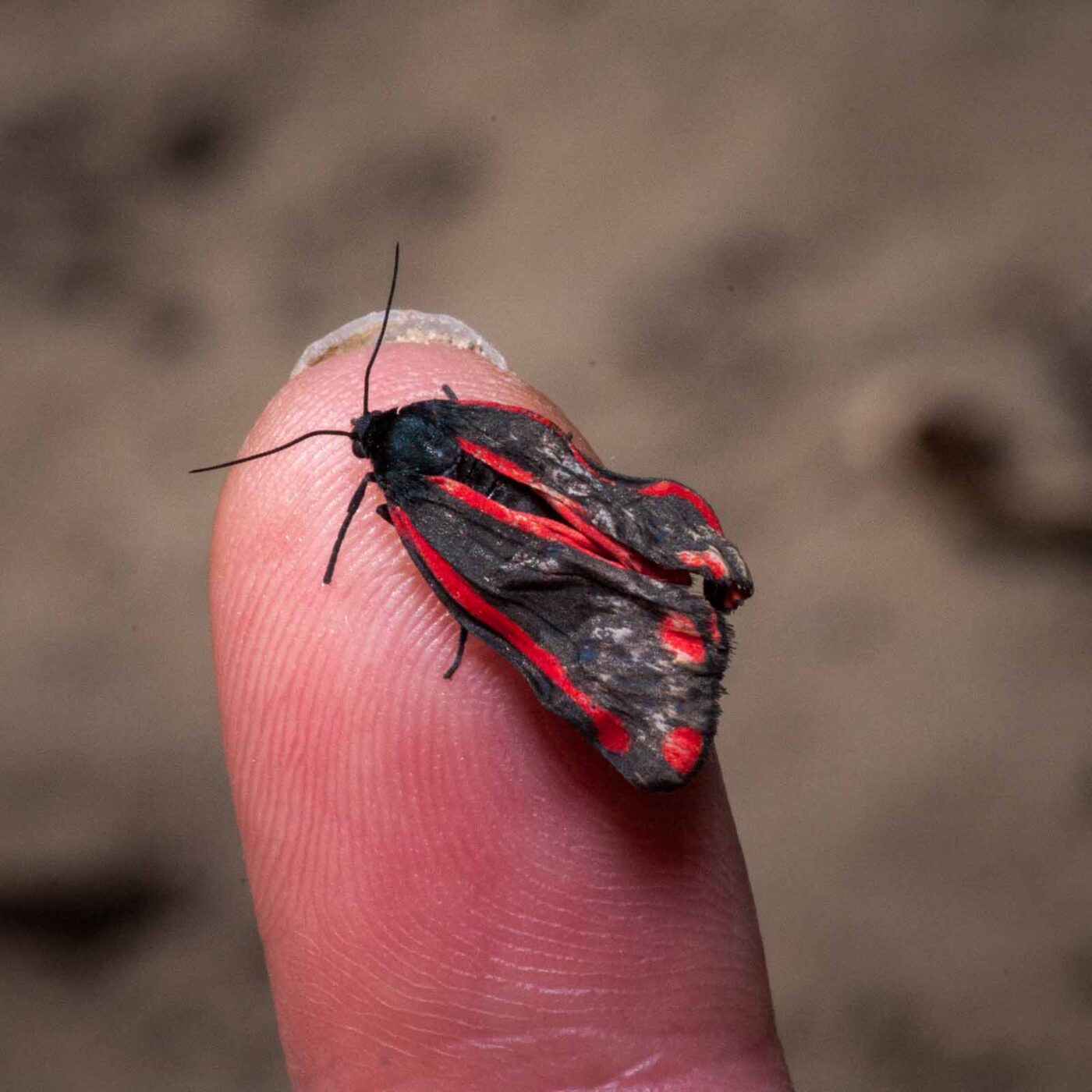 2020-05-26 - NSG Resser Wald und Emscherbruch
