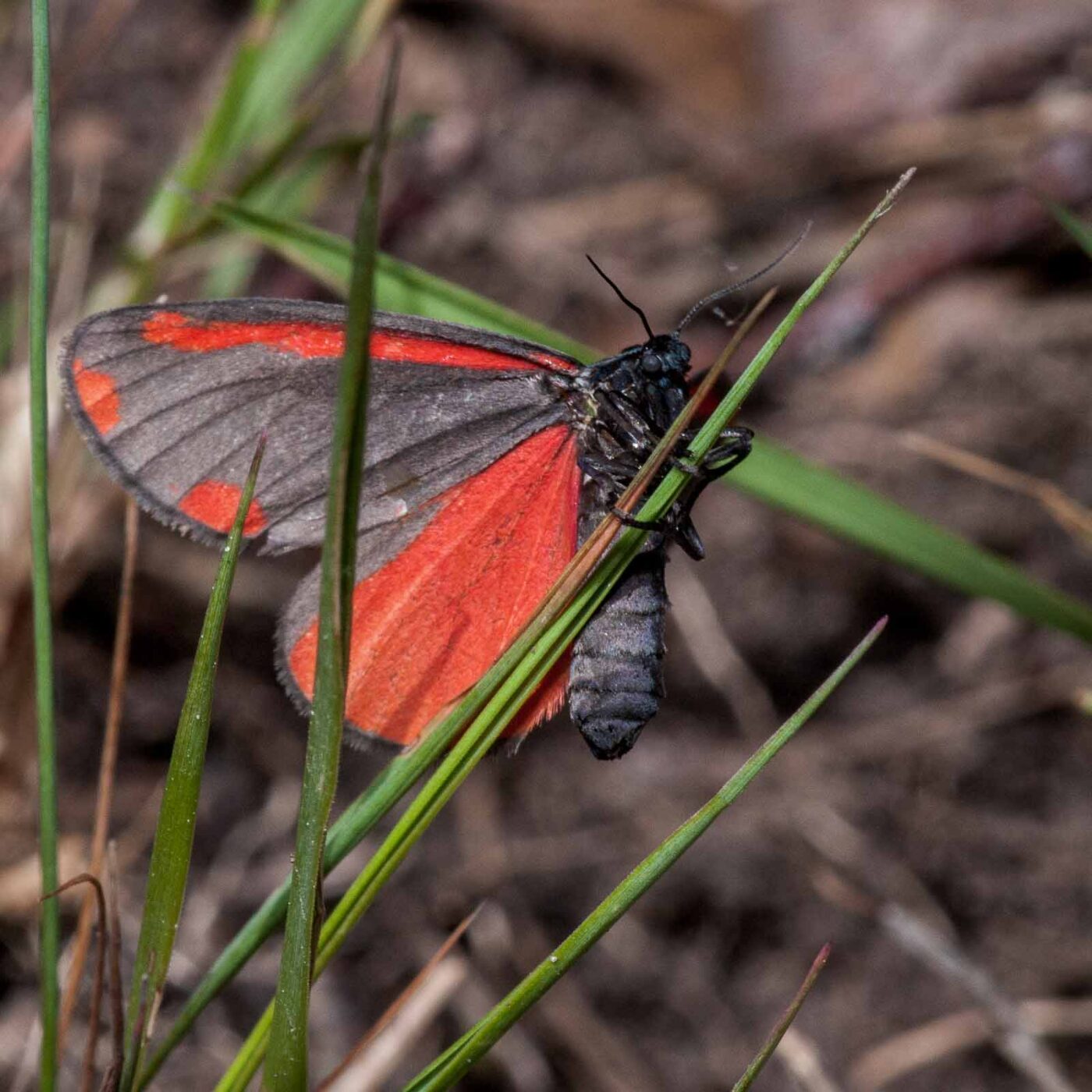2020-05-26 - NSG Resser Wald und Emscherbruch