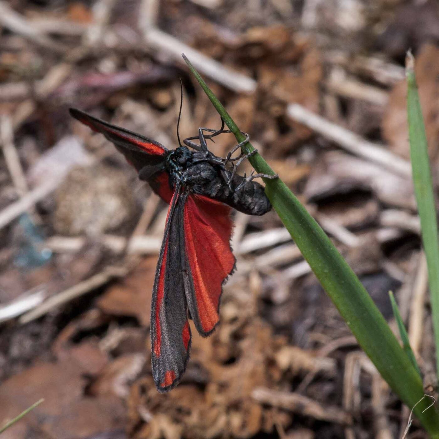 2020-05-26 - NSG Resser Wald und Emscherbruch