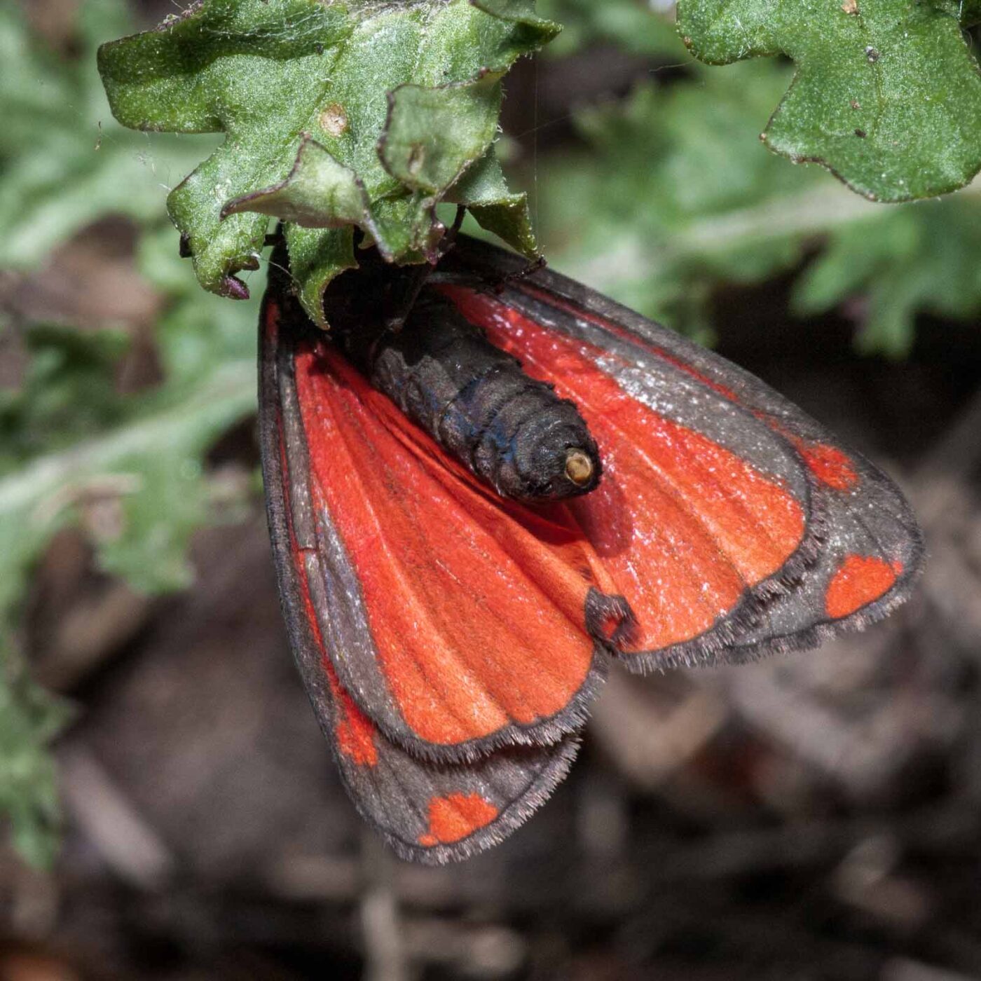 2020-05-26 - NSG Resser Wald und Emscherbruch