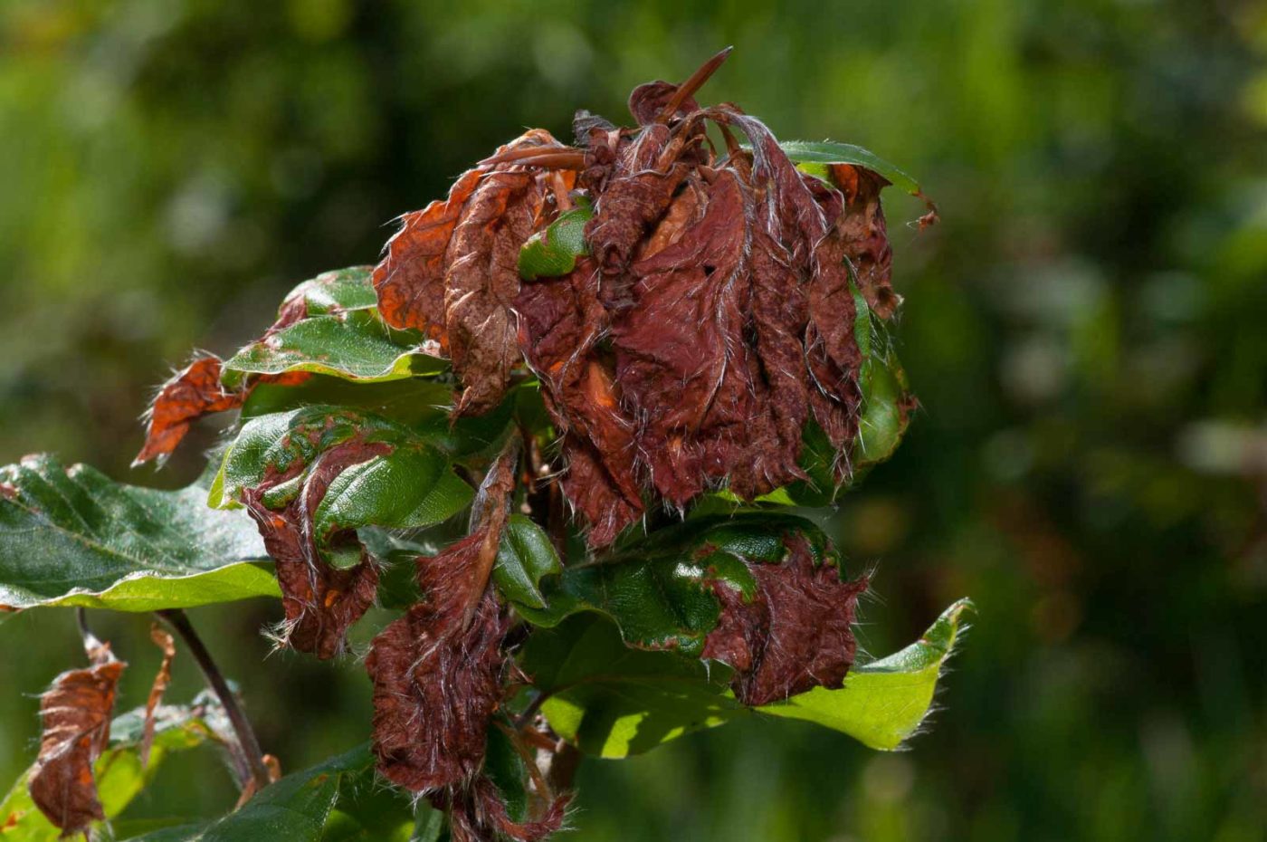 2020-05-26 - NSG Resser Wald und Emscherbruch