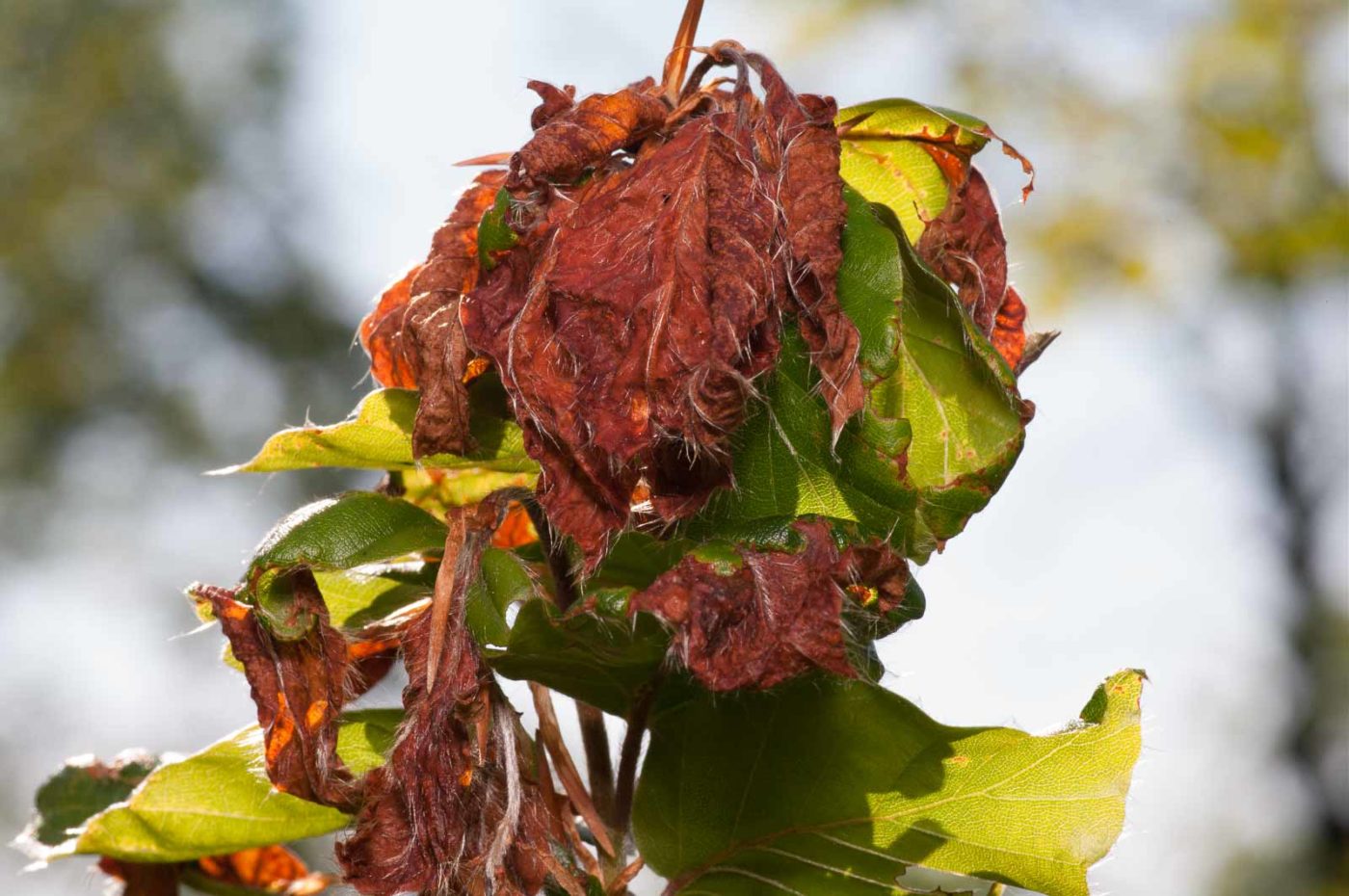 2020-05-26 - NSG Resser Wald und Emscherbruch