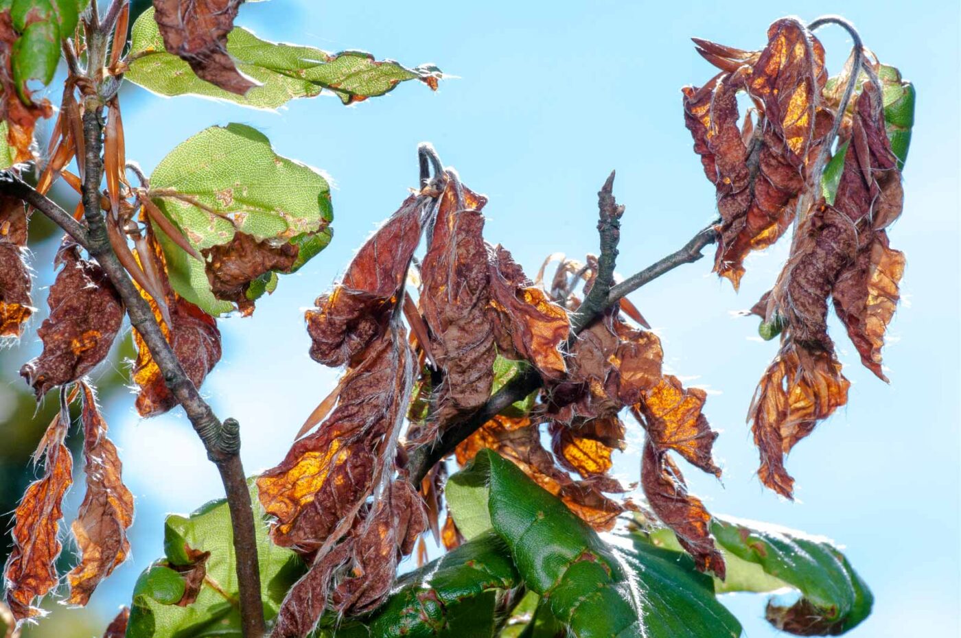 2020-05-26 - NSG Resser Wald und Emscherbruch