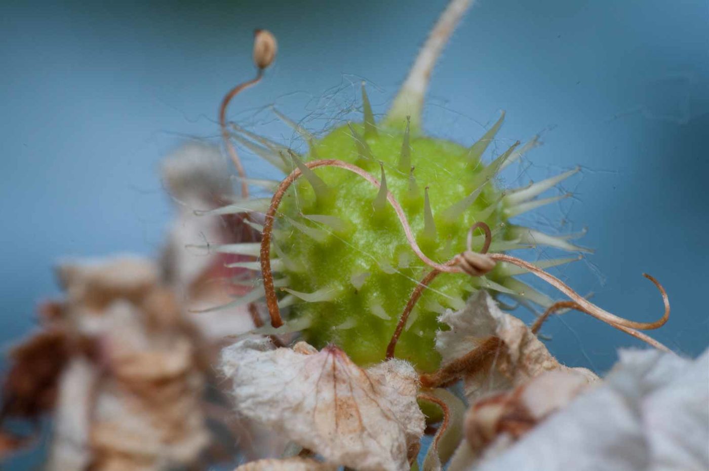 2020-05-26 - NSG Resser Wald und Emscherbruch