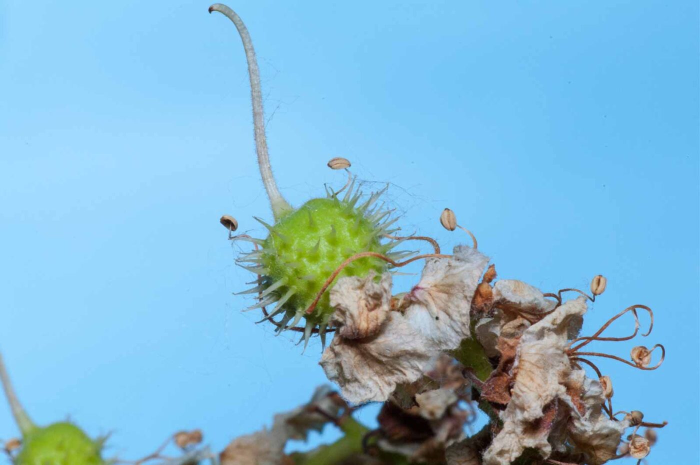 2020-05-26 - NSG Resser Wald und Emscherbruch