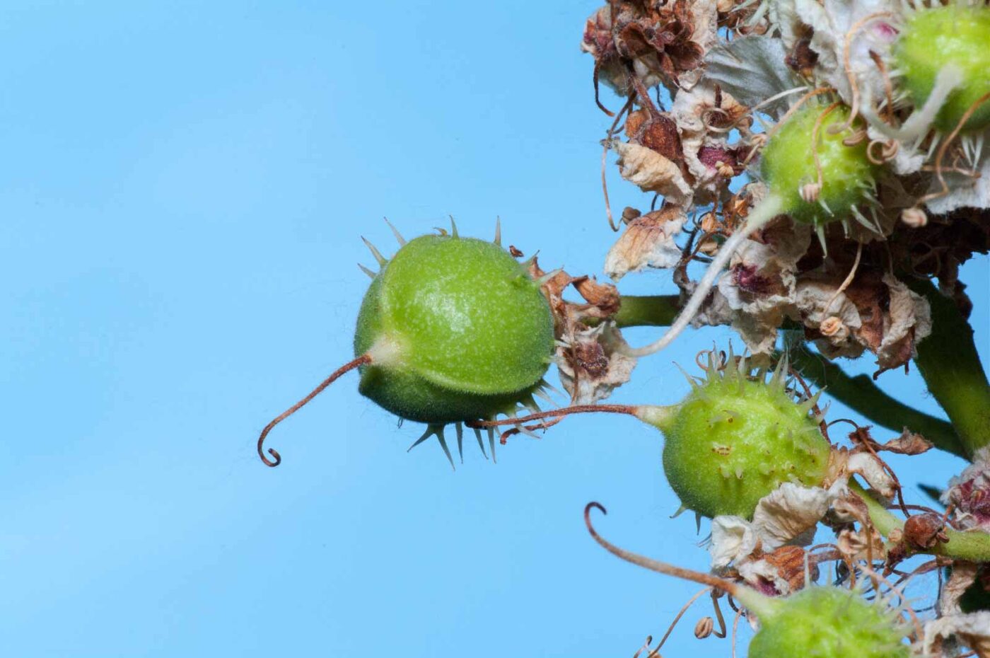2020-05-26 - NSG Resser Wald und Emscherbruch
