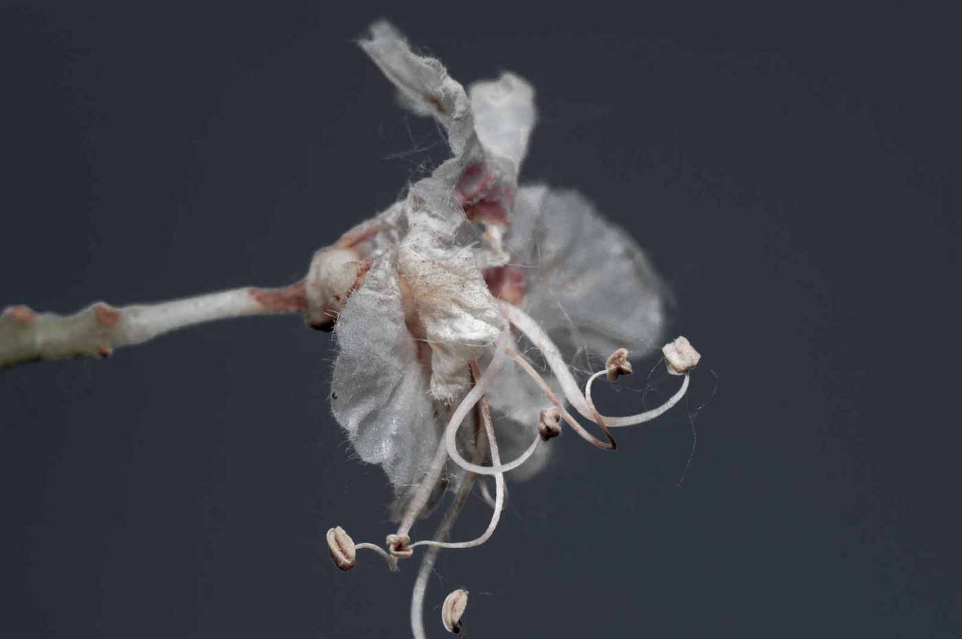 2020-05-26 - NSG Resser Wald und Emscherbruch