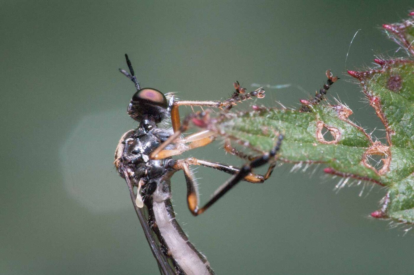 2020-05-26 - NSG Resser Wald und Emscherbruch
