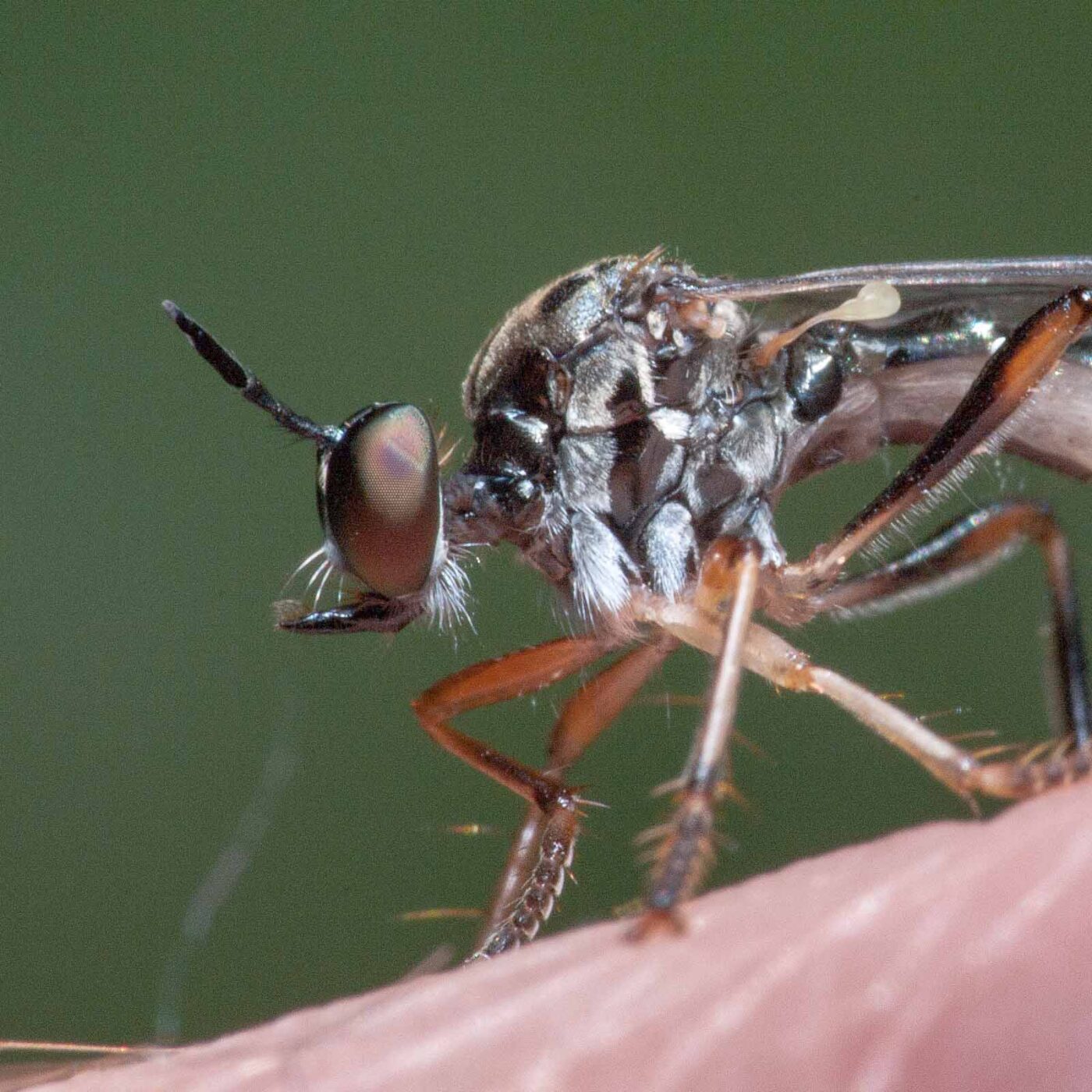 2020-05-26 - NSG Resser Wald und Emscherbruch