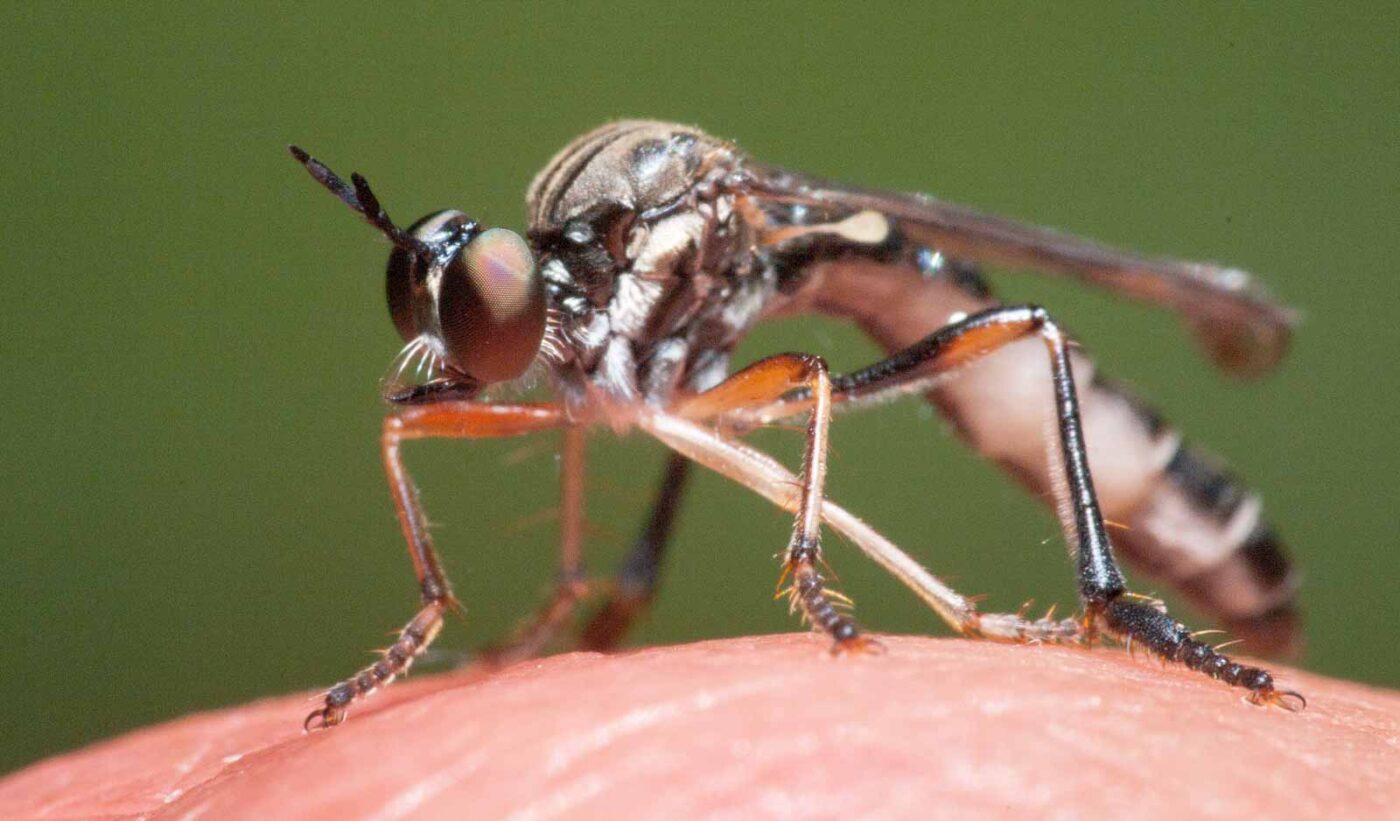 2020-05-26 - NSG Resser Wald und Emscherbruch