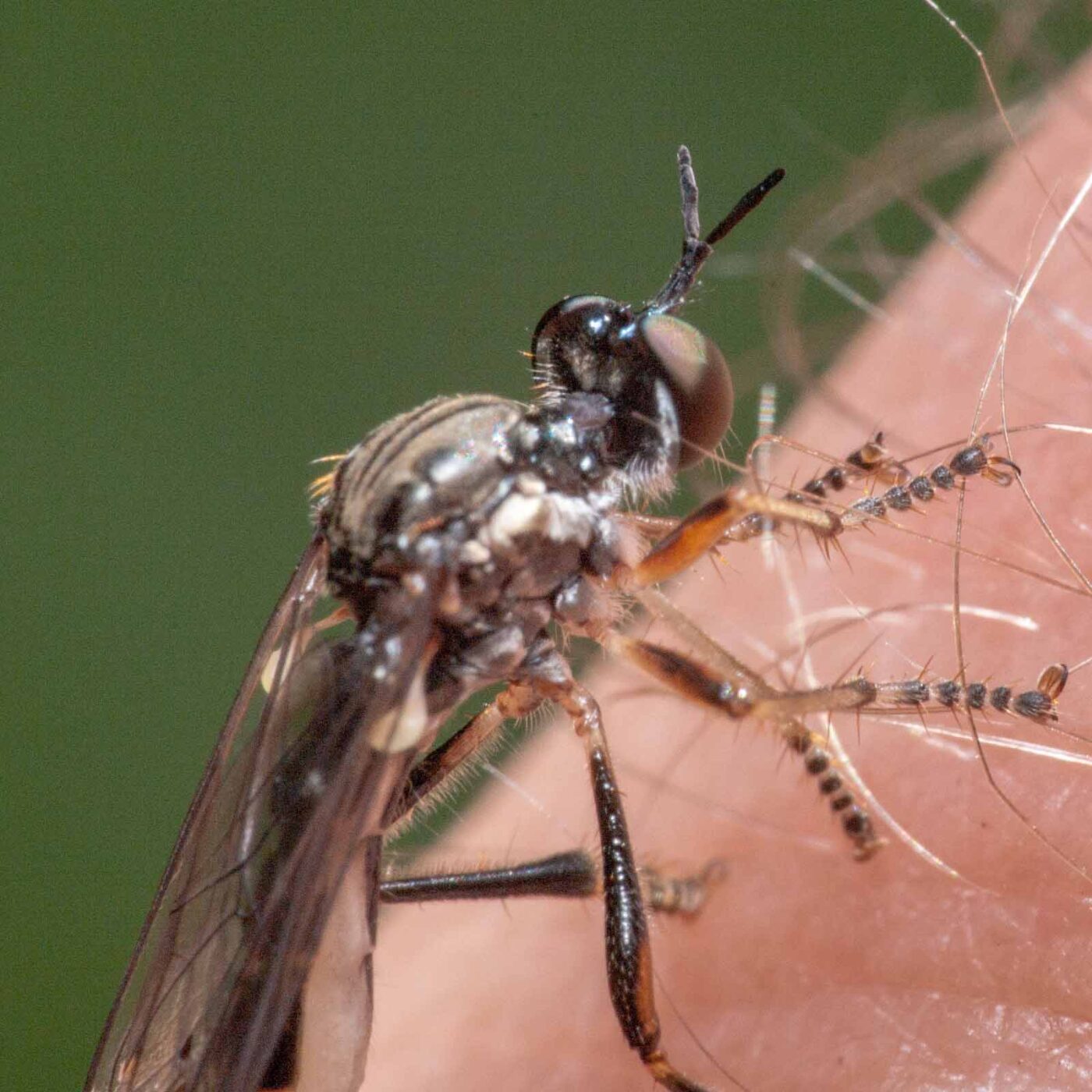 2020-05-26 - NSG Resser Wald und Emscherbruch