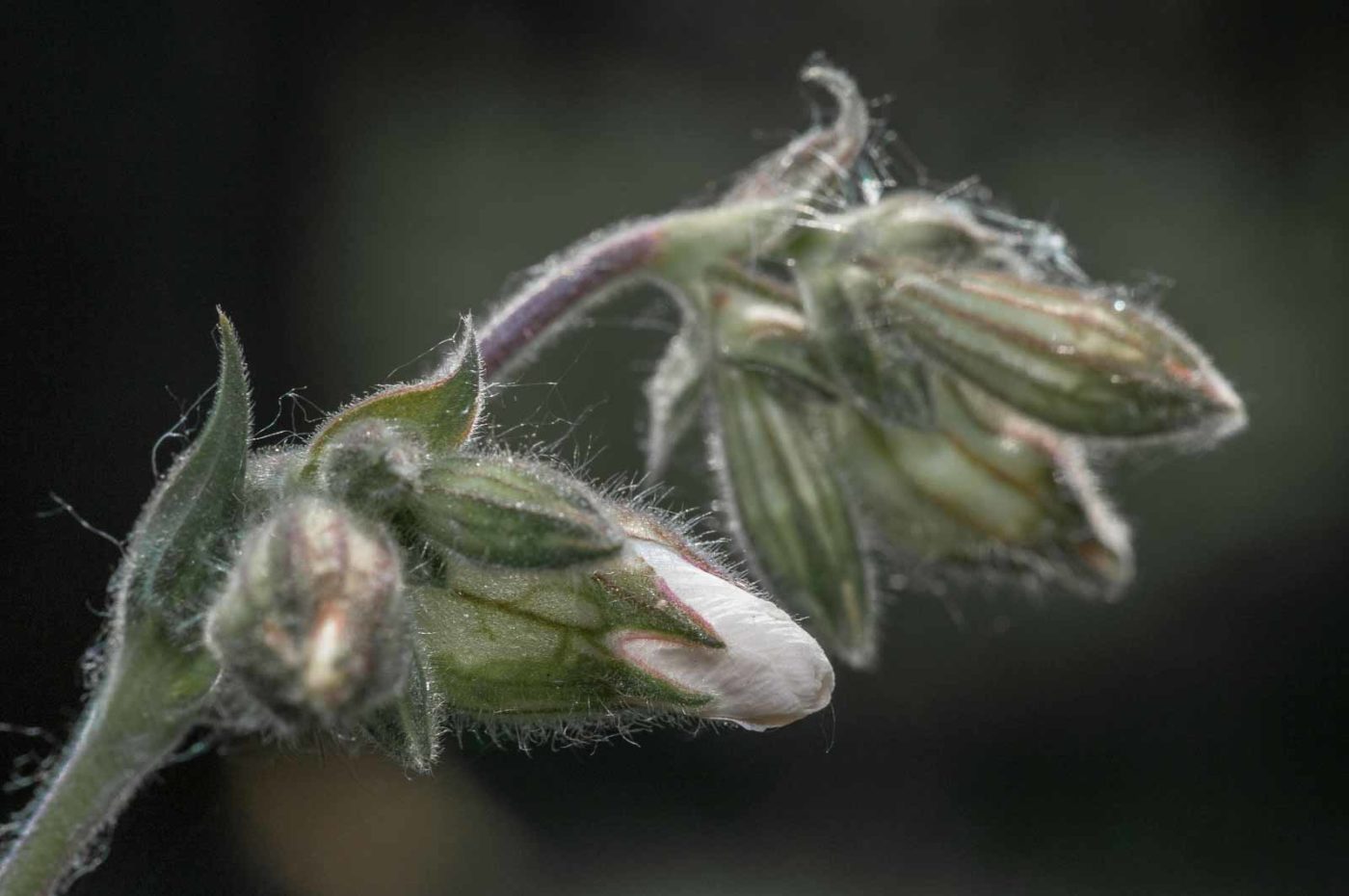 2020-05-26 - NSG Resser Wald und Emscherbruch