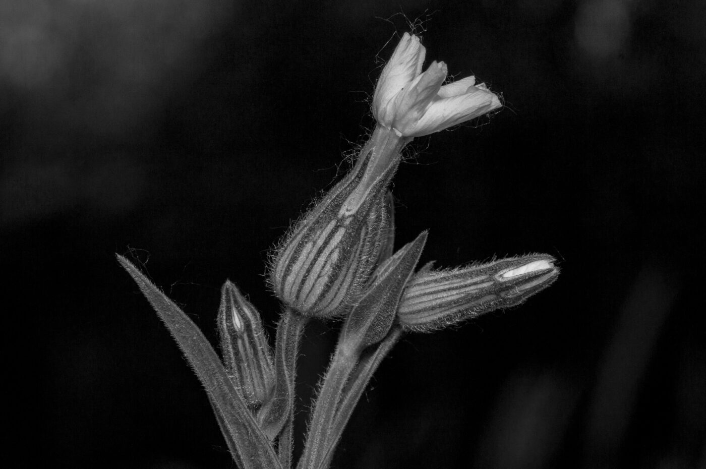 2020-05-26 - NSG Resser Wald und Emscherbruch