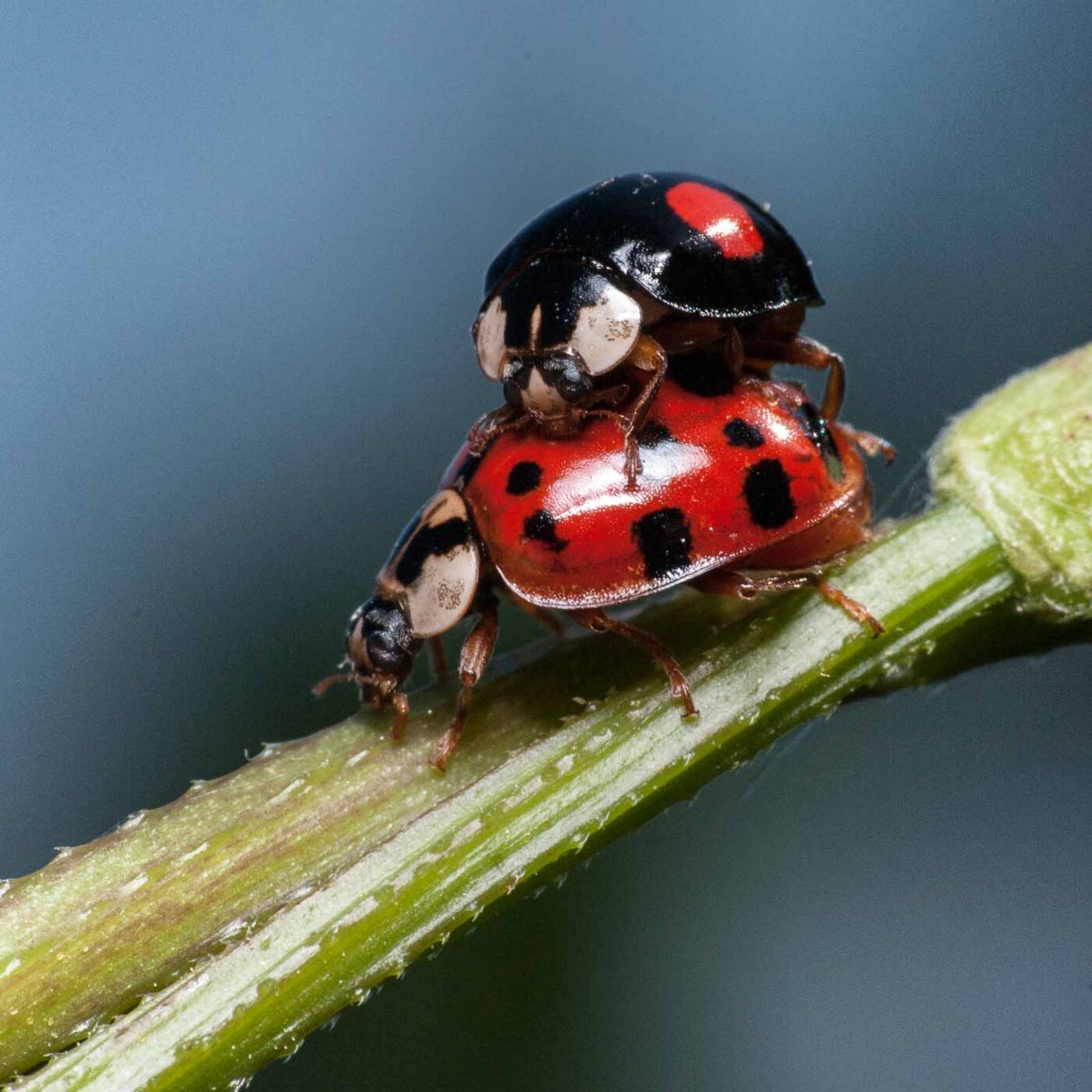 2020-05-26 - NSG Resser Wald und Emscherbruch