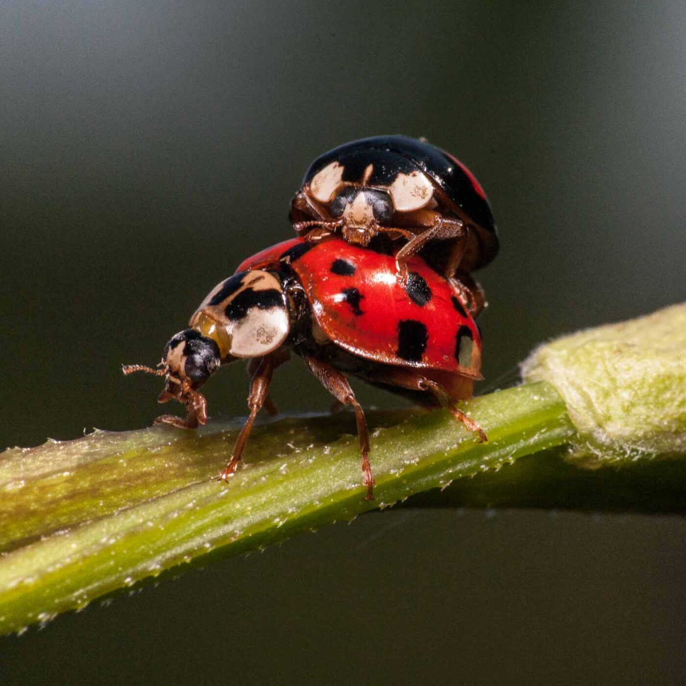 2020-05-26 - NSG Resser Wald und Emscherbruch