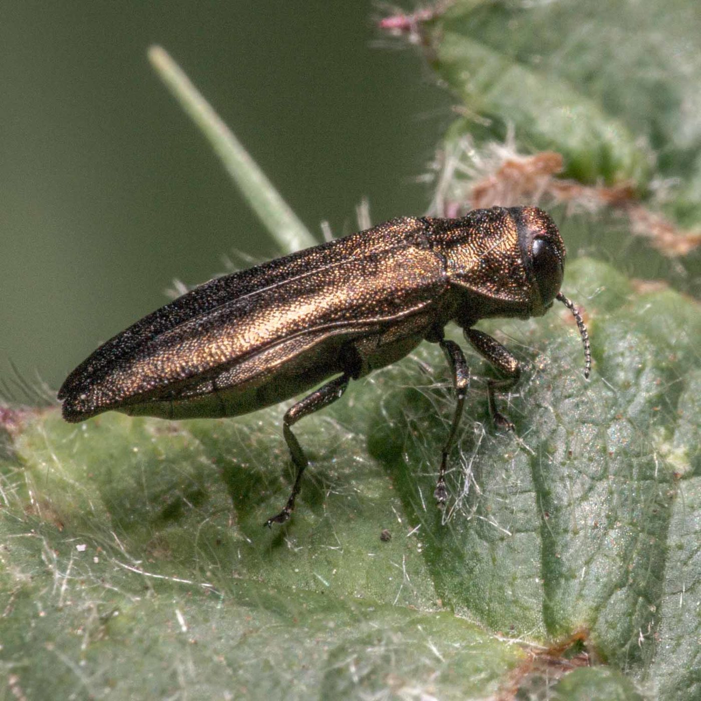 2020-05-26 - NSG Resser Wald und Emscherbruch