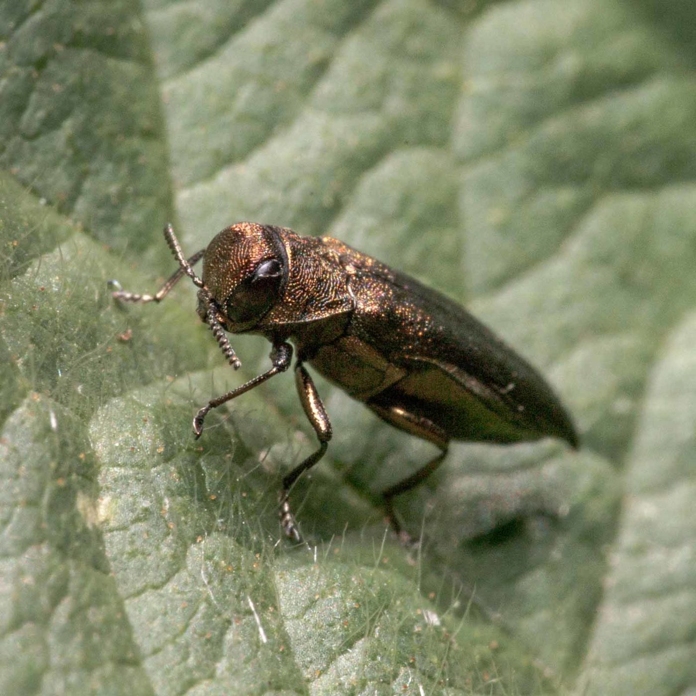 2020-05-26 - NSG Resser Wald und Emscherbruch