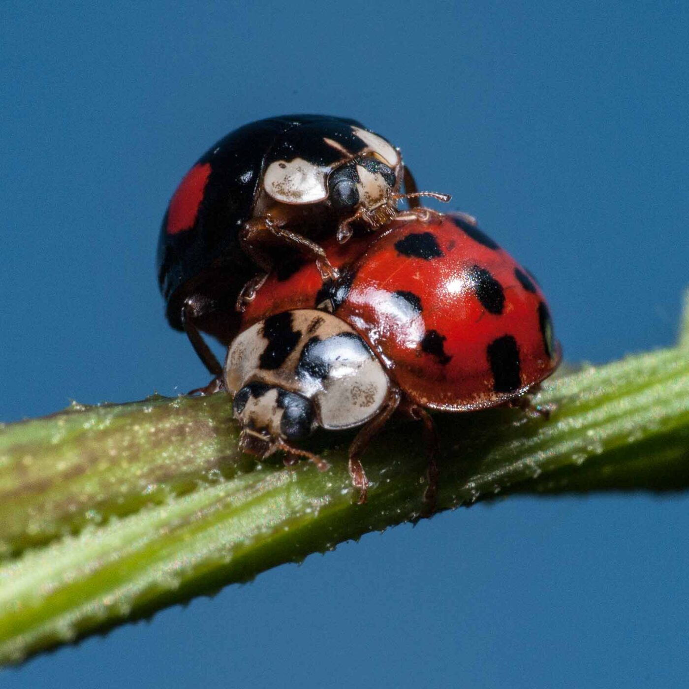 2020-05-26 - NSG Resser Wald und Emscherbruch