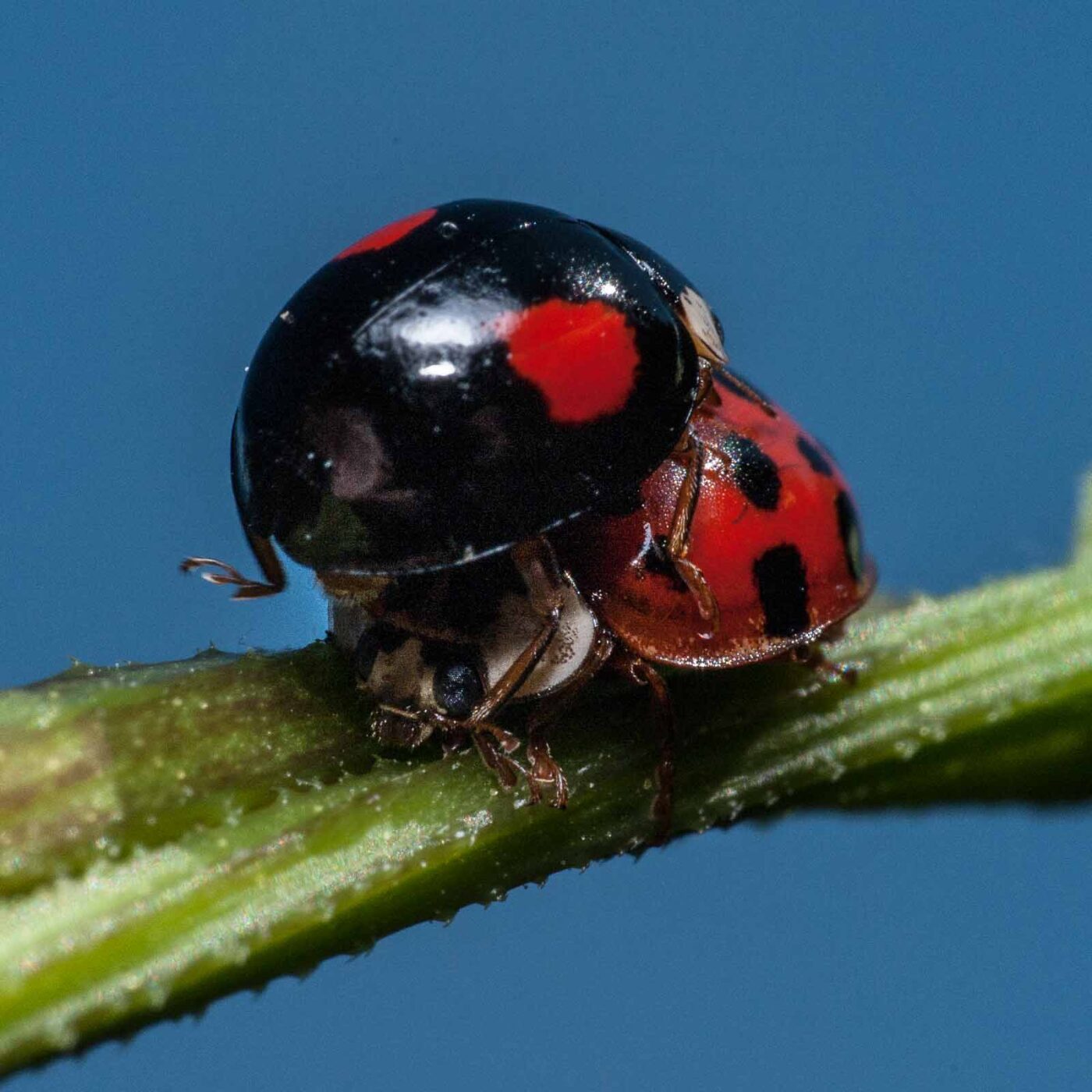 2020-05-26 - NSG Resser Wald und Emscherbruch