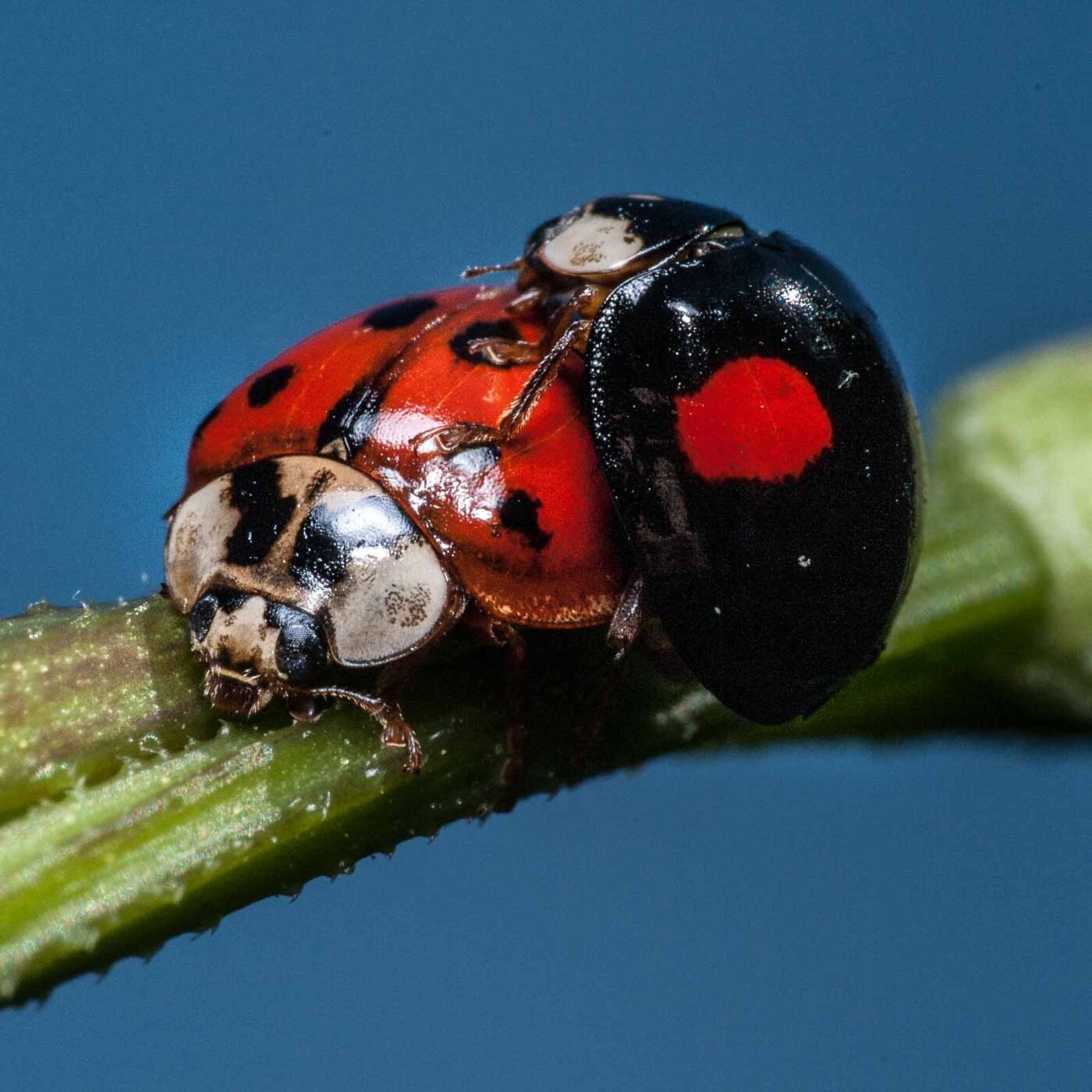 2020-05-26 - NSG Resser Wald und Emscherbruch