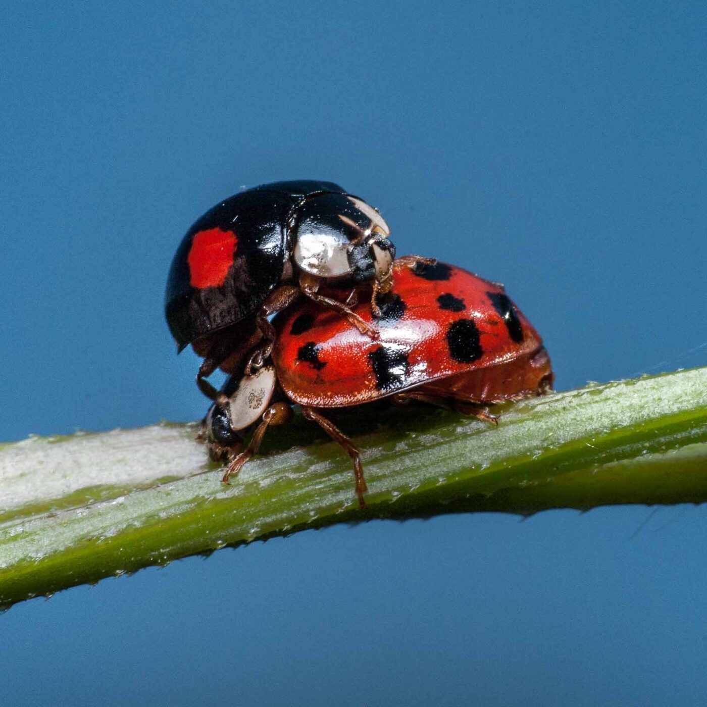 2020-05-26 - NSG Resser Wald und Emscherbruch