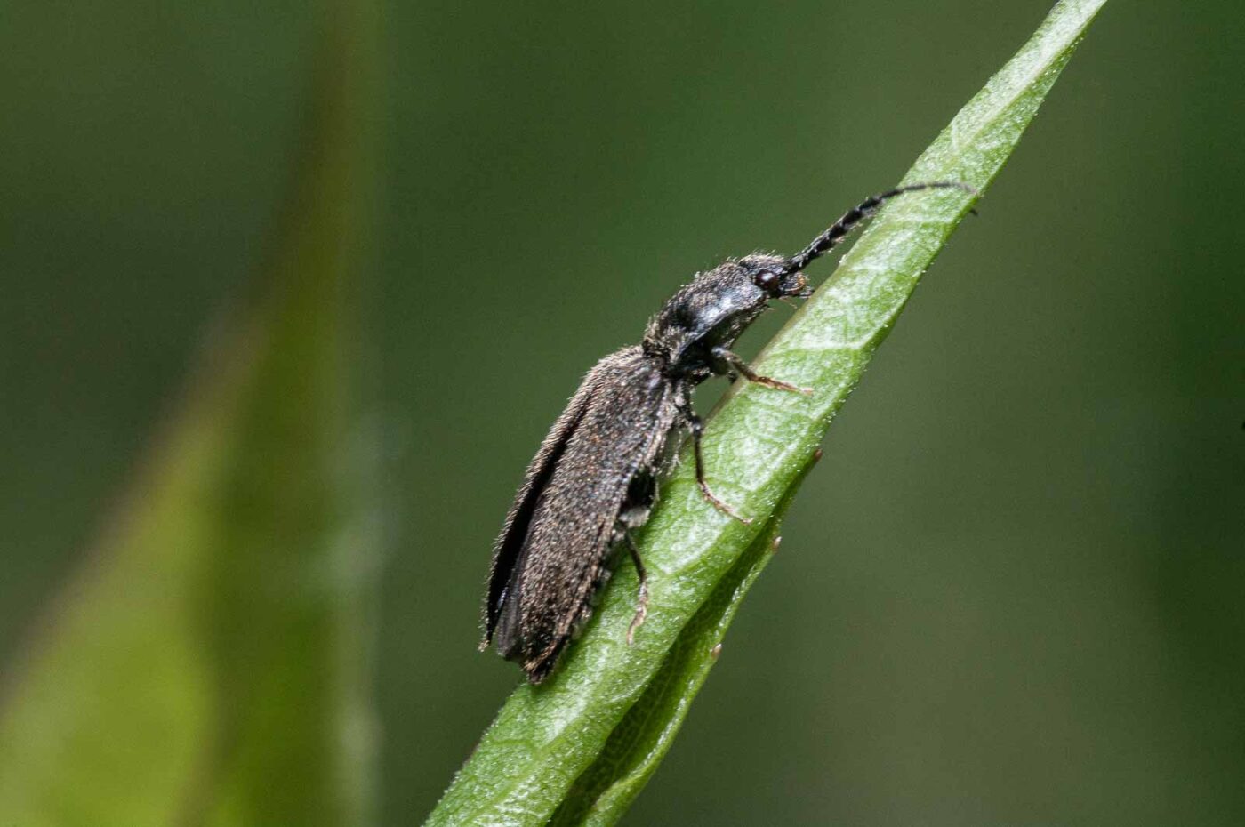 2020-05-26 - NSG Resser Wald und Emscherbruch