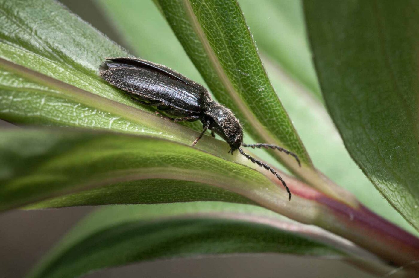 2020-05-26 - NSG Resser Wald und Emscherbruch