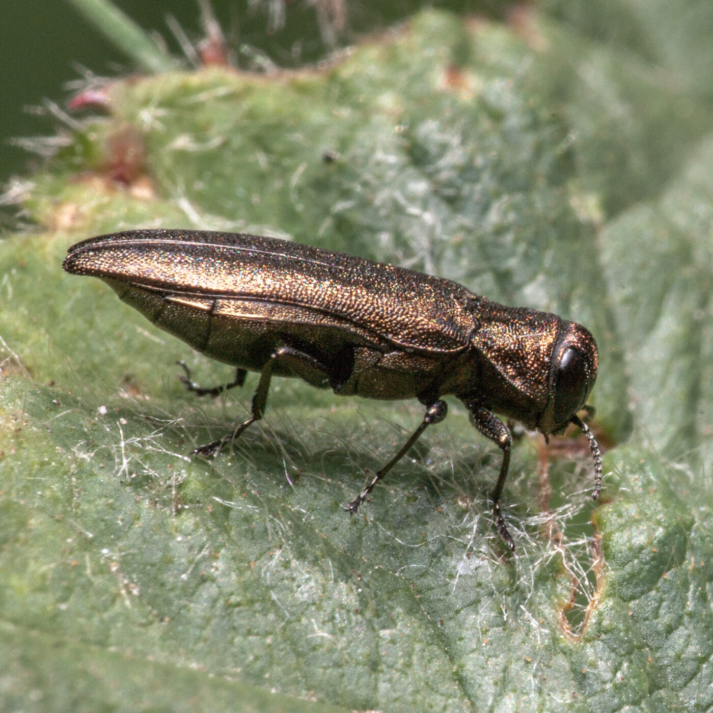 2020-05-26 - NSG Resser Wald und Emscherbruch