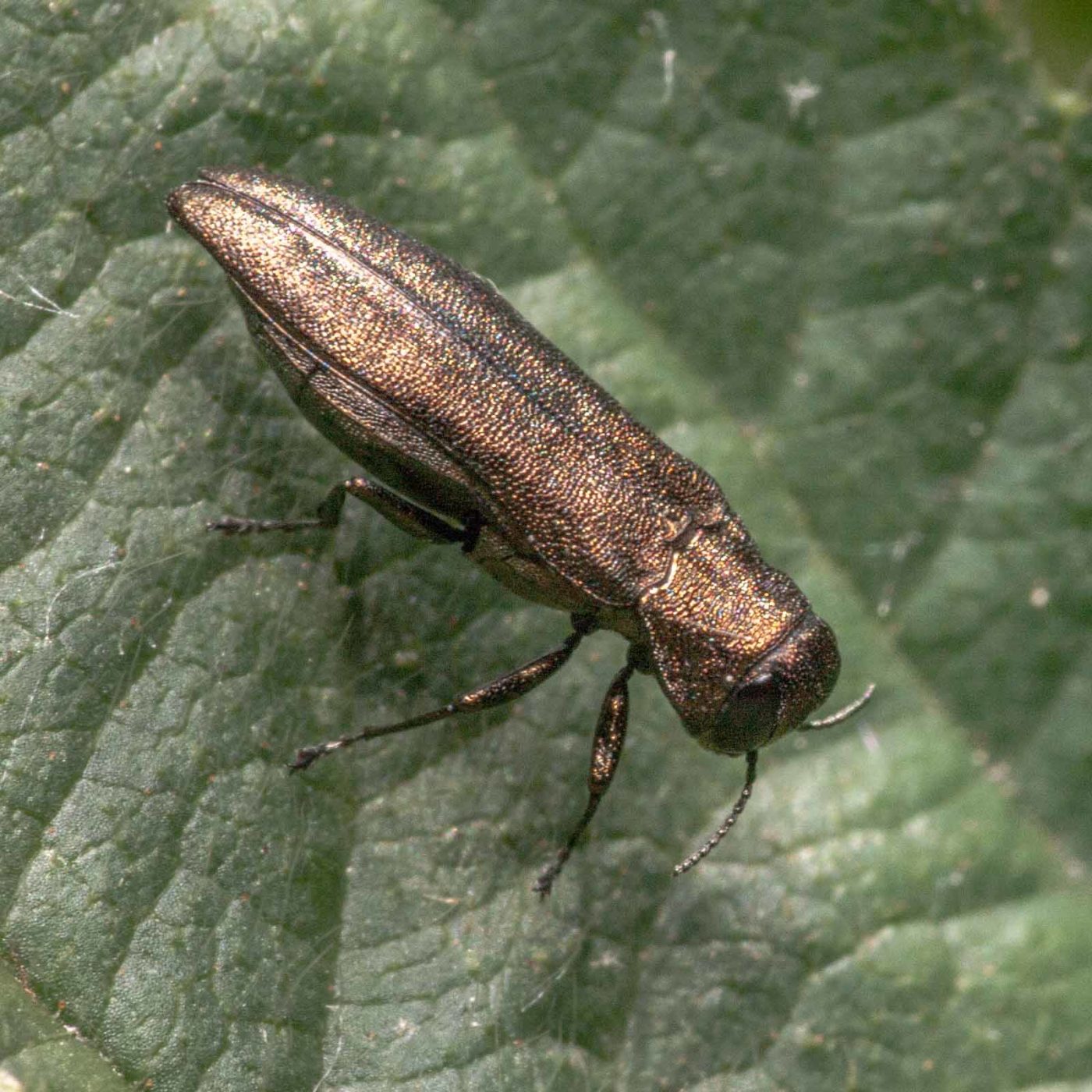 2020-05-26 - NSG Resser Wald und Emscherbruch