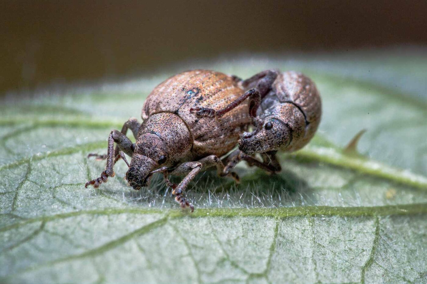 2020-05-26 - NSG Resser Wald und Emscherbruch