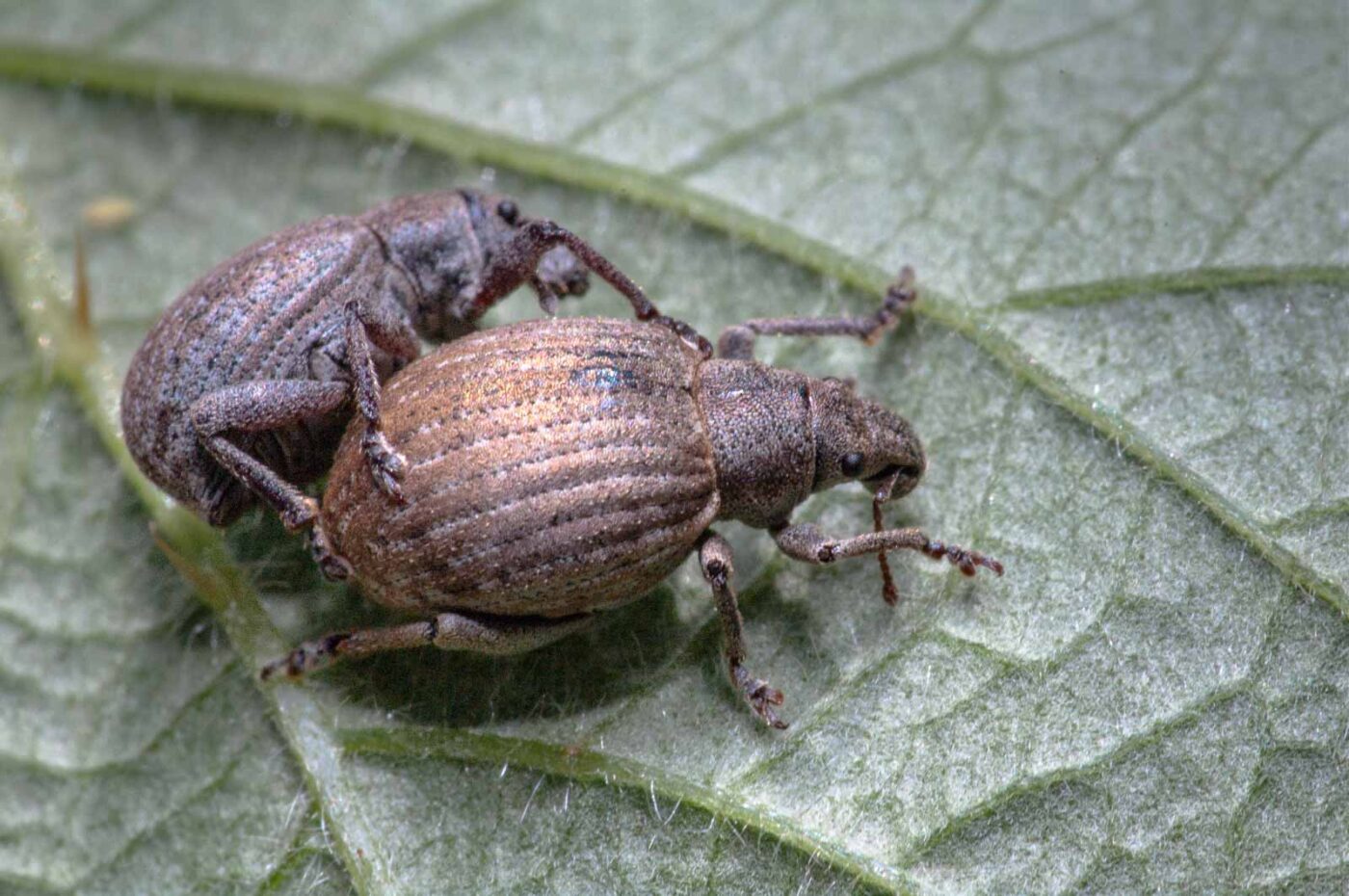 2020-05-26 - NSG Resser Wald und Emscherbruch