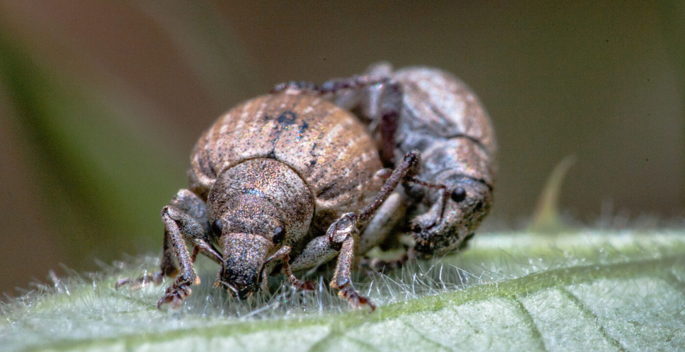 2020-05-26 - NSG Resser Wald und Emscherbruch