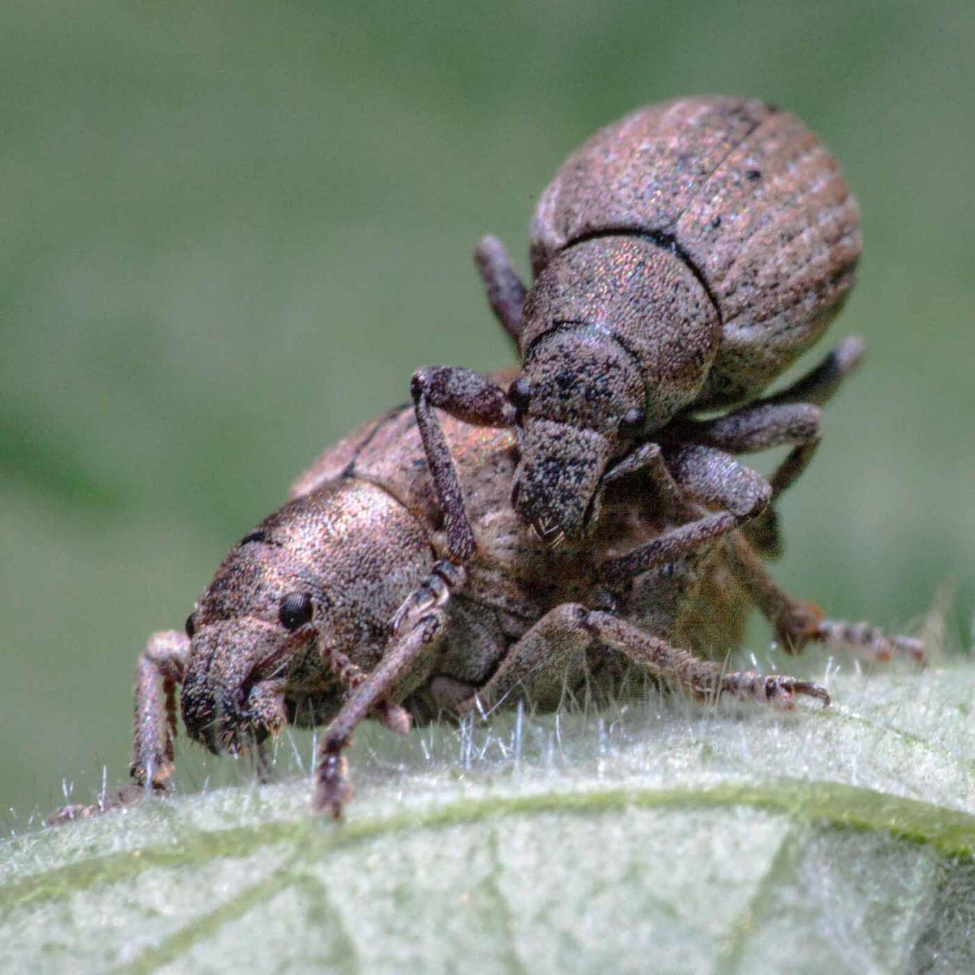 2020-05-26 - NSG Resser Wald und Emscherbruch