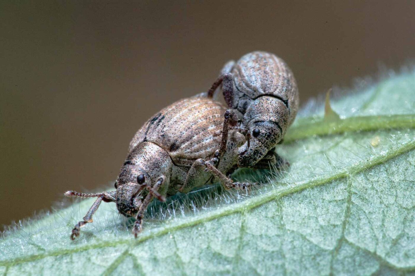 2020-05-26 - NSG Resser Wald und Emscherbruch
